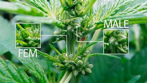 why do cannabis plants herm.